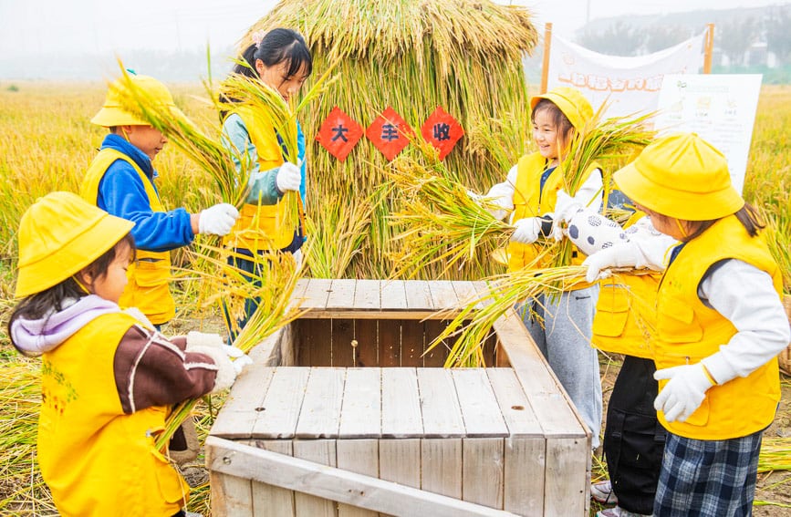 江苏宿迁：稻田里的“秋收课堂”